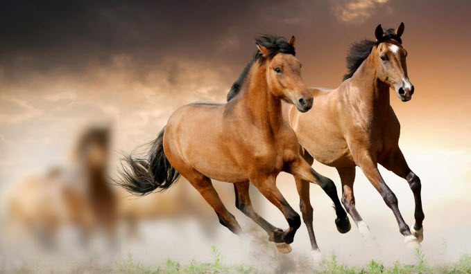 Tuổi Mậu Ngọ 1978: gợi ý tham khảo liên quan trên Lifecity.tv