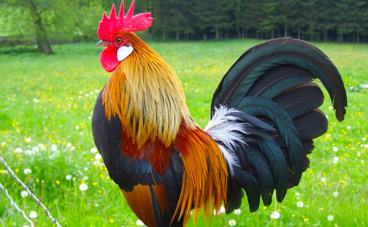 Thói quen tiền bạc và quản trị rủi ro cho Kỷ Dậu