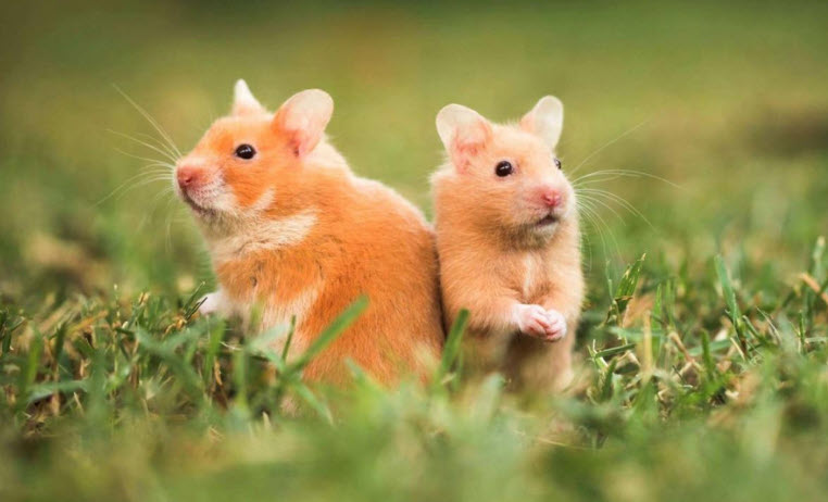 Xem bói tuổi Nhâm Tý - góc giải trí và chiêm nghiệm