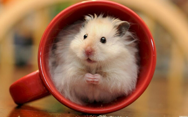 Hình minh họa tuổi Nhâm Tý - cảm hứng sống nhẹ