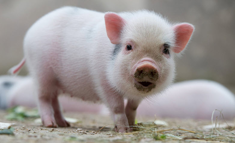 Ất Hợi 1995: chân dung chiêm nghiệm tính cách và ưu nhược điểm