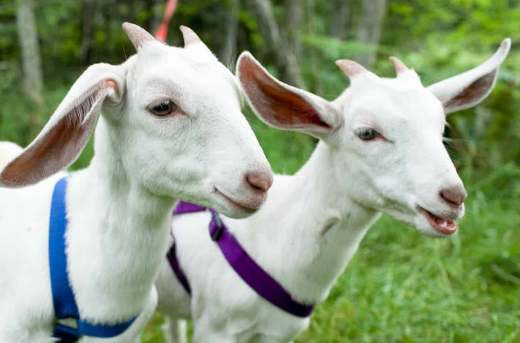 xem bói tuổi kỷ mùi