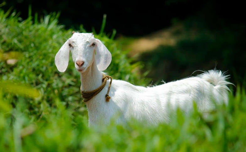 xem bói tuổi kỷ mùi