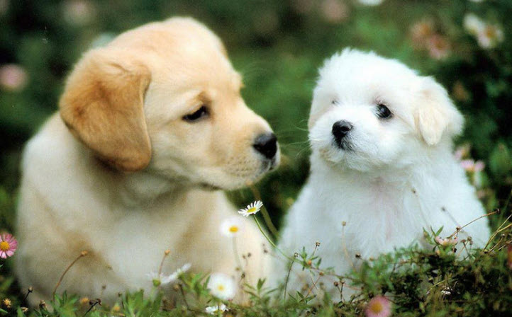 Lời nhắc dành cho Nhâm Tuất: hành động nhỏ - đều - đo được