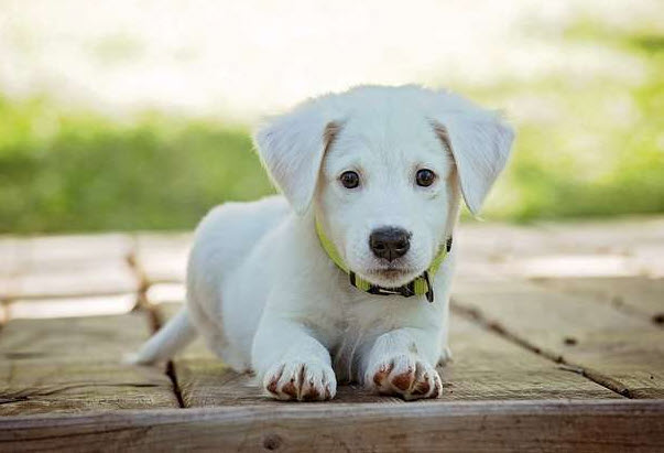 Nhịp sống đề xuất cho Nhâm Tuất: chuẩn hóa – đều đặn – phản hồi nhanh