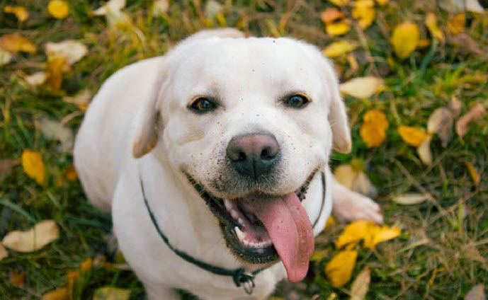 Ẩn dụ năng lượng Nhâm Tuất: gác cổng – giữ chuẩn – hành động gọn