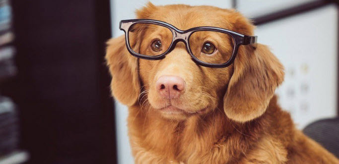 Tuổi Nhâm Tuất – chính trực, hướng giải pháp và đáng tin cậy