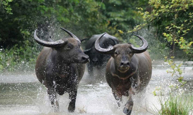 Xem bói tuổi Sửu – chân dung tính cách điển hình, gợi ý nhịp sống bền bỉ