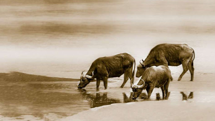 Xem bói tuổi Sửu – minh họa nhịp làm - nghỉ, kỷ luật và tích lũy