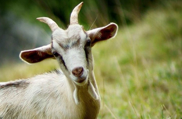 Tuổi Tân Mùi 1991: minh họa nhịp sống bền bỉ và nền tảng vững