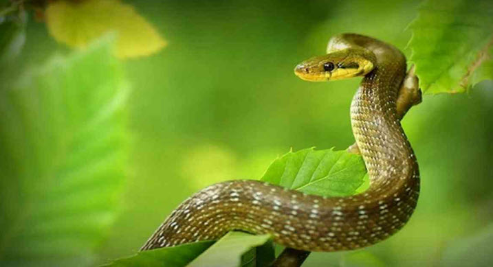 xem bói tuổi kỷ tỵ: checklist an toàn và tự chủ khi tiếp xúc nội dung bói toán