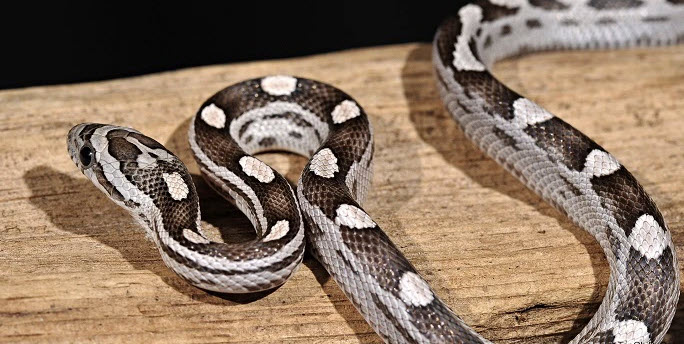 xem bói tuổi kỷ tỵ: minh họa tuần 4 tổng kết chu kỳ chiêm nghiệm