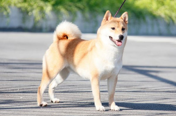 Xem bói tuổi Tuất 2025 - chân dung, công việc, gia đạo (mang tính giải trí)