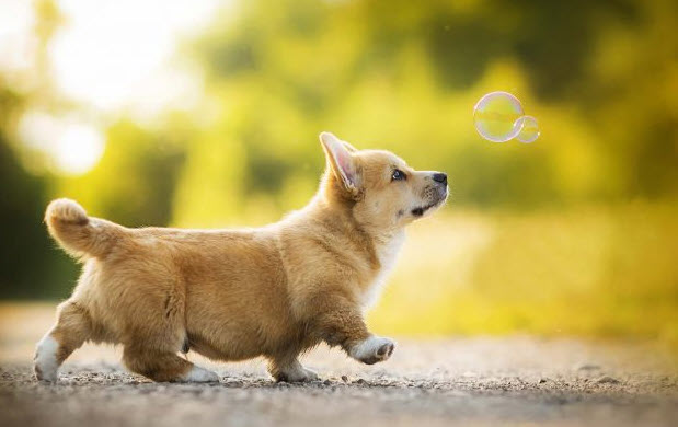 Tuổi Tuất - gợi ý quan hệ, hợp tác và cách phối hợp nhịp nhàng