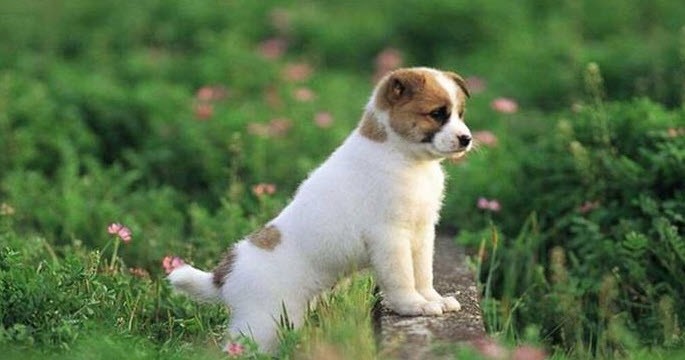 Tuổi Tuất - bộ công cụ 7 ngày, checklist làm việc, lịch gợi ý 2025