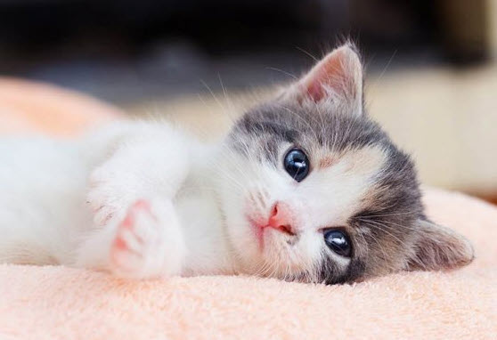 Gợi ý lịch 2025 theo tháng cho tuổi Đinh Mão - dùng để lập kế hoạch cá nhân