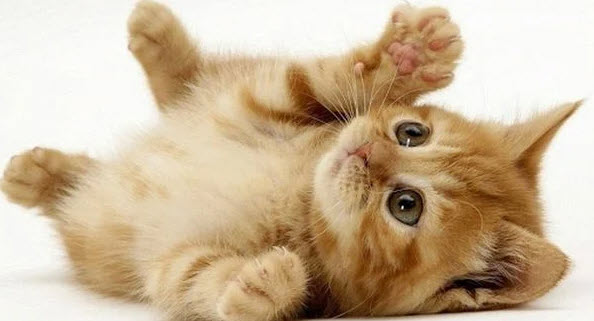 Tuổi Đinh Mão: bảng gợi ý hành động nhanh, câu nói gỡ rối, điểm tựa cảm xúc