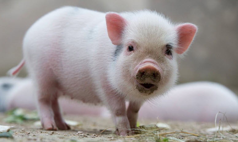 Gợi ý cân bằng công việc - cảm xúc cho tuổi Quý Hợi