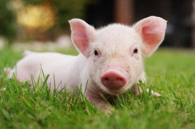 Tuổi Quý Hợi 1983: đặc điểm tính cách, sự nghiệp, tình duyên dưới góc chiêm nghiệm