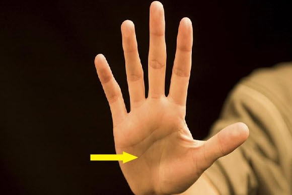 Xem tướng bàn tay đàn ông: minh họa cấu trúc gò và đường chính