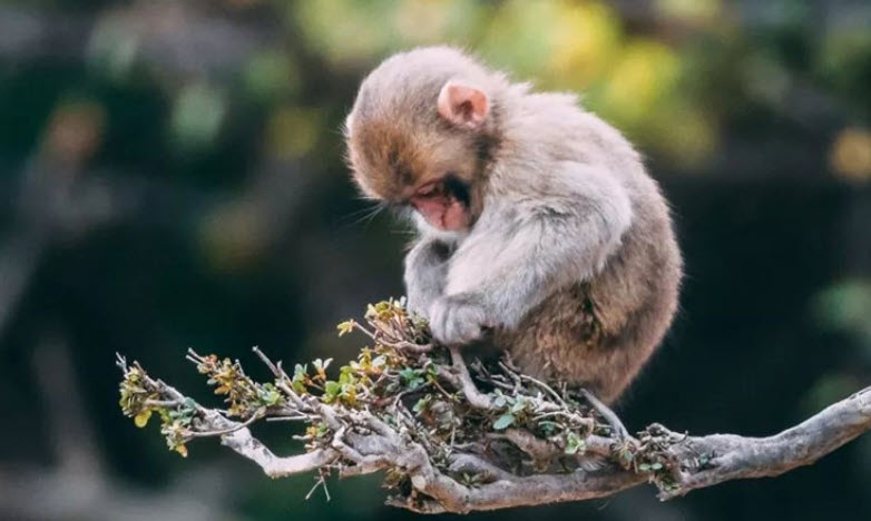 Nhâm Thân: mẹo quản trị công việc & tài chính