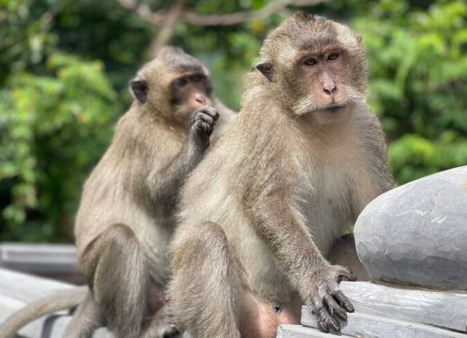 Tuổi Nhâm Thân: chân dung tính cách & điểm mạnh yếu