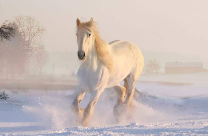 Tuổi Canh Ngọ - lịch theo quý và checklist