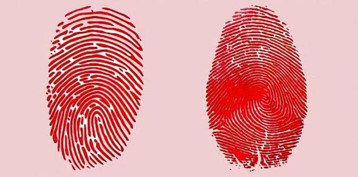 Mẫu vân tay whorl, loop, arch minh họa