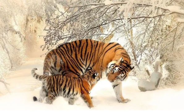 tuổi Dần: công việc, tài chính và cách tăng hiệu suất