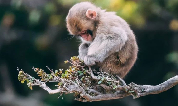 xem bói tuổi Thân - minh họa đời sống