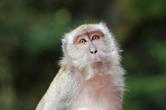 xem bói tuổi Thân - minh họa tính cách linh hoạt