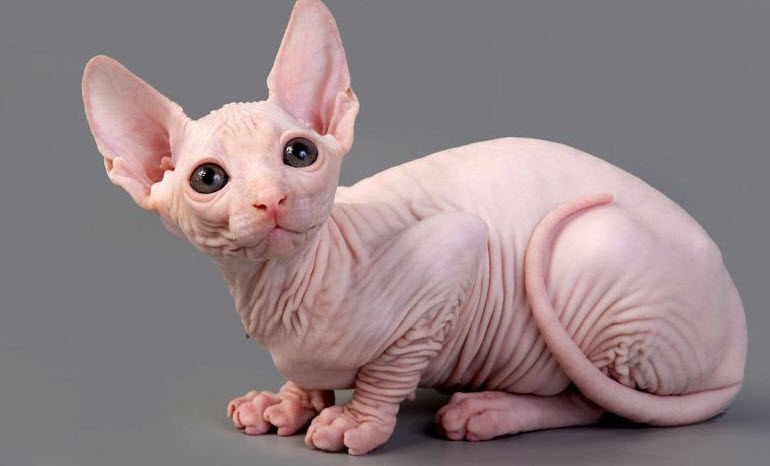 Xem bói tuổi Ất Mão: định hướng sự nghiệp và điểm tựa phát triển