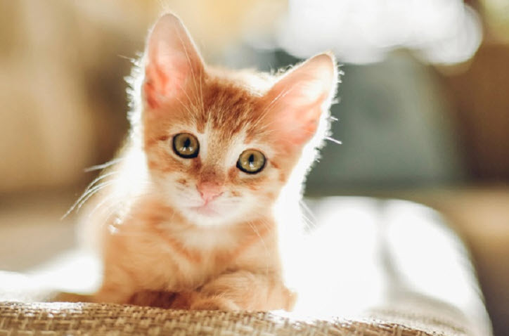 Tuổi Ất Mão: thói quen thực dụng để thăng tiến và ổn định tài chính