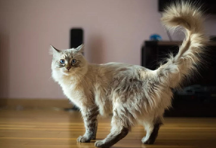 Ất Mão và nghệ thuật giữ cân bằng: công việc, tình cảm, sức khoẻ