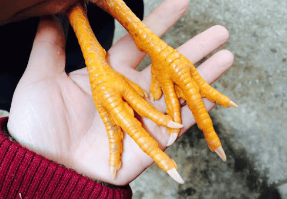 Xem bói chân gà: ví dụ phân loại hình dáng và vết nứt