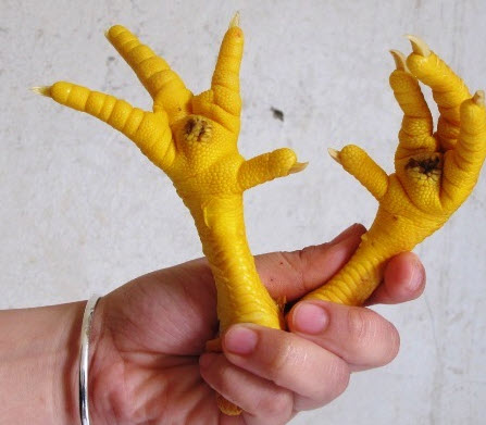 Xem bói chân gà: checklist 7 ngày đưa thông điệp vào cuộc sống