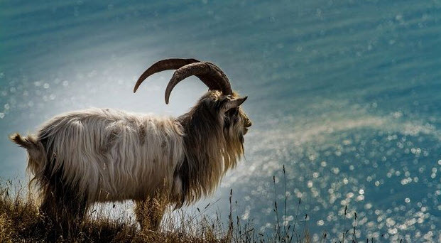 xem bói tuổi mùi – khí chất và hành động gợi ý