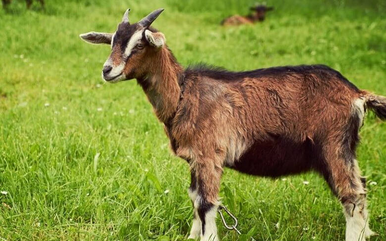 xem bói tuổi mùi – thói quen dưỡng vận