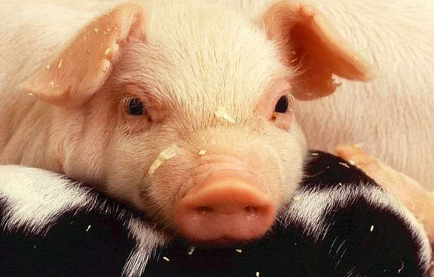 Nhịp sống êm - đều - sâu dành cho tuổi Hợi: hình minh hoạ chiêm nghiệm