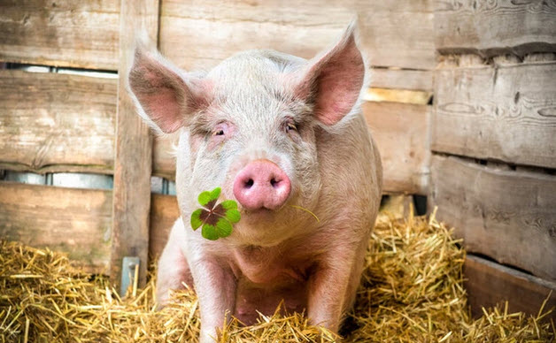 Tuổi Hợi trong công việc và mối quan hệ: gợi ý ứng dụng thực tế