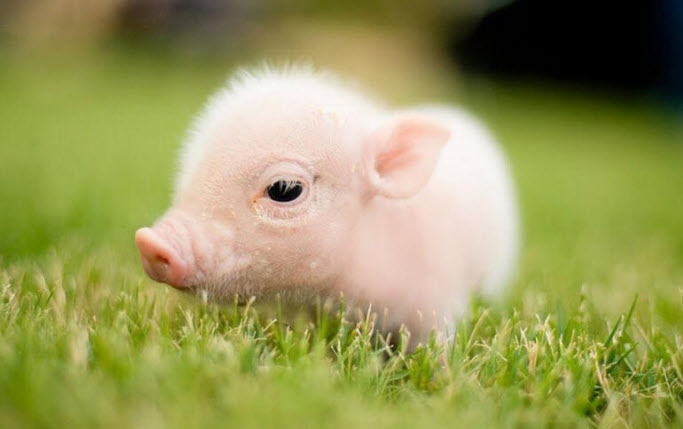 Tuổi Hợi: biểu tượng dân gian và nếp tính cách nổi bật