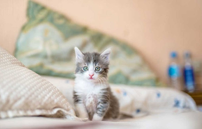 Tuổi Mão và thói quen hàng ngày: gợi ý chiêm nghiệm qua hình ảnh – ảnh minh họa