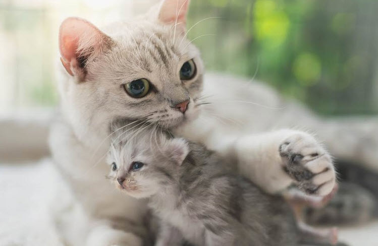 Chân dung tính cách tuổi Mão: khả năng quan sát, thẩm mỹ, giao tiếp – ảnh minh họa