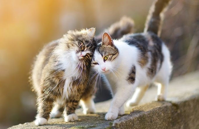 Tuổi Mão: biểu tượng dân gian và nhịp tính cách – ảnh minh họa