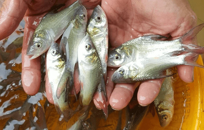 nằm mơ thấy bắt cá