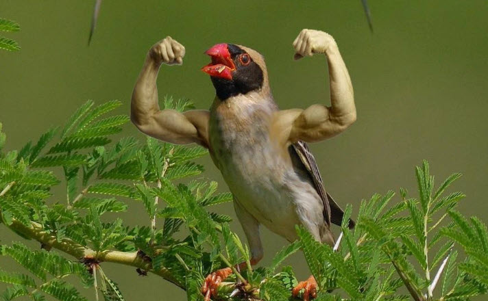 Chim bay vào nhà trong giấc mơ và thông điệp an hòa, tài lộc