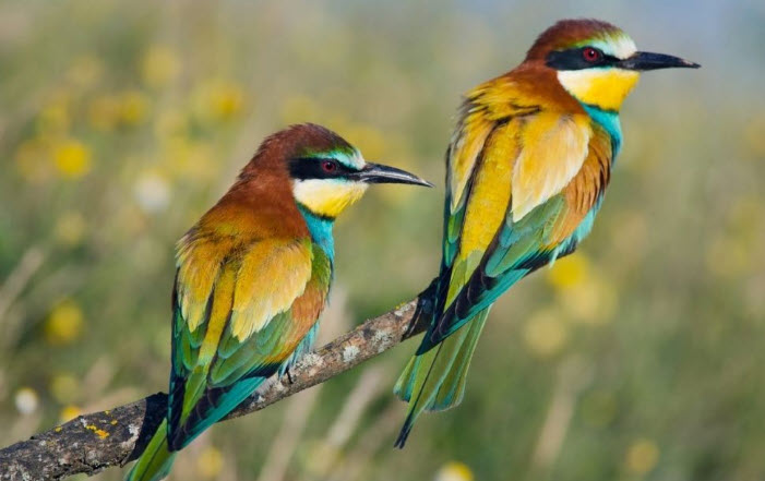 Nằm mơ thấy chim bay cao gợi mở tầm nhìn và cơ hội