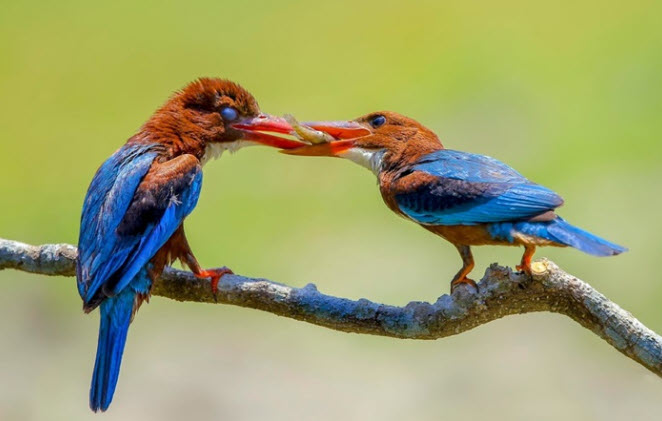 Giấc mơ thấy chim và các lớp biểu tượng tự do, khát vọng