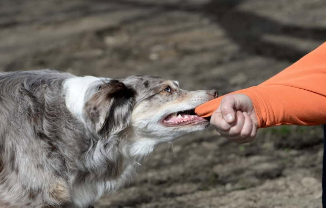 nằm mơ thấy chó cắn vào tay không chảy máu
