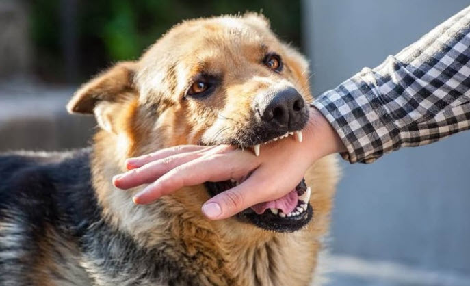 nằm mơ thấy chó cắn vào tay không chảy máu